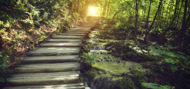 forest path